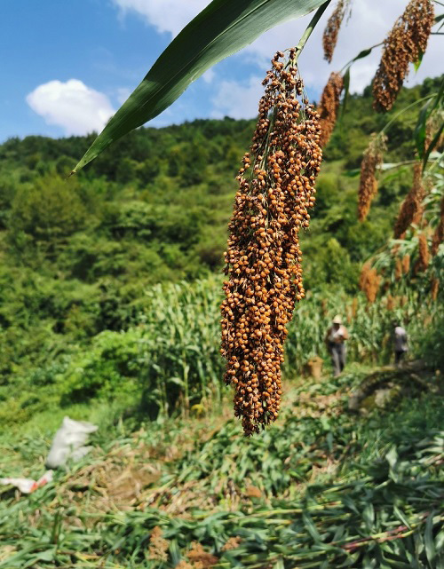 運用運用便攜式土壤水分速測儀做好高粱地水分監測做好高粱地水分監測