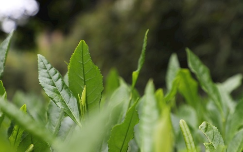 茶葉大國應(yīng)用，土壤養(yǎng)分檢測儀可以對(duì)茶葉合理施肥有何等指導(dǎo)作用？