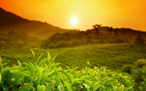 土壤緊實(shí)度測(cè)定儀—影響花花草樹(shù)木生長(zhǎng)發(fā)育的重要條件