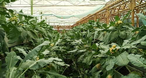 大棚土壤鹽漬化會對蔬菜種植（根、葉、果）帶來哪些危害？